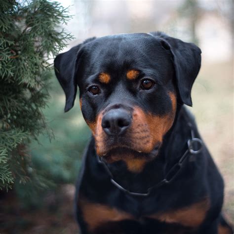 Why Is My Puppy Biting Me Aggressively? - PetHelpful
