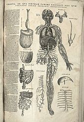 Anatomy - Wikipedia 
