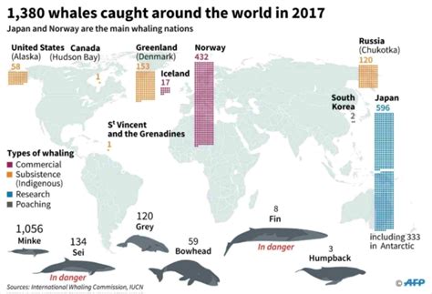 What To Know About The Resumption Of Commercial Whaling In Japan Cgtn