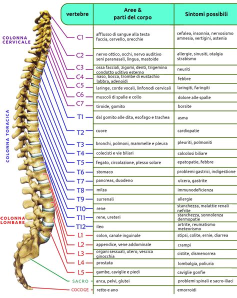 La Schiena Attivazioni Biologiche