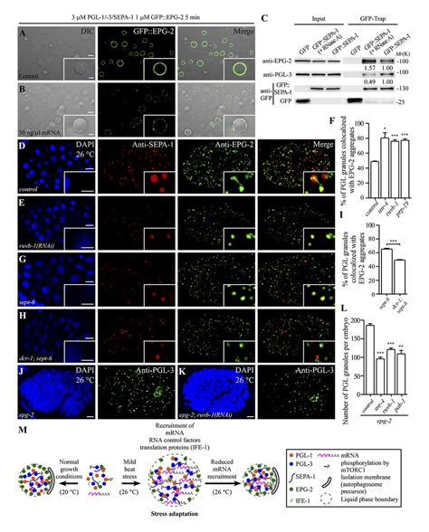 JCellBiol On Twitter Hui Zheng Hong Zhang Et Al Show That