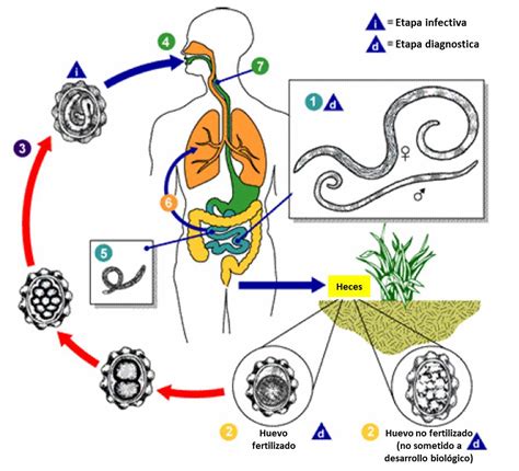 Ciclo De Vida Do Ascaris Lumbricoides Sololearn