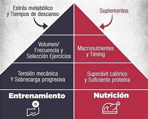 Los Fundamentos Esenciales Para Ganar Masa Muscular SaludSinAzucar