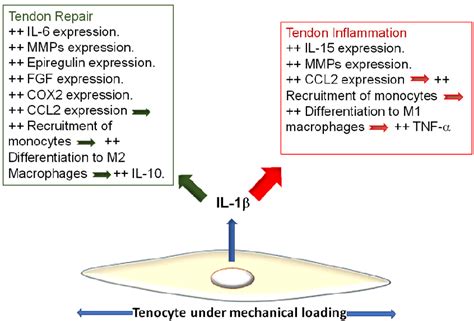 Il Is A Direct Product Of Mechanical Overloading On Tenocytes It