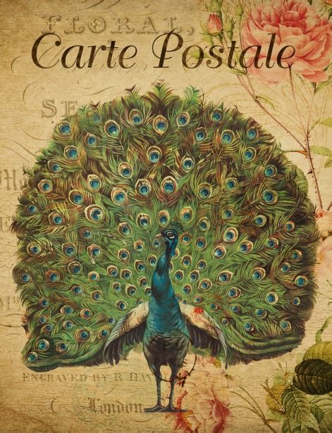 Peacock Vintage Floral Postcard Free Stock Photo Public Domain Pictures