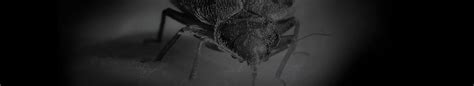 Can You Spot Bed Bugs With Naked Eyes YES But Merlin Environmental