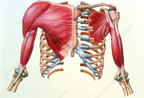 anatomy  chest area