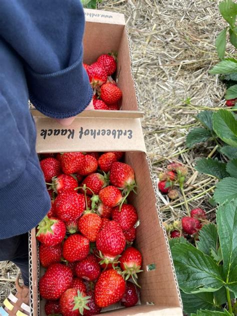 Erdbeeren selber pflücken Diese Tipps gibt ein Erdbeer Bauer SHZ