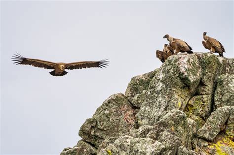 Cómo visitar el Parque Nacional de Monfragüe Extremadura