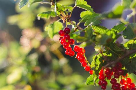 Premium Photo Ripe Red Currant Berries On Branch