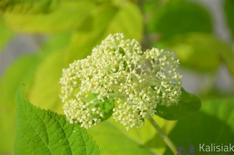 Hydrangea Arborescens Sheep Cloud Hortensja Krzewiasta