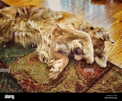 Golden Retriever Dog Covering Eyes With Paw While Laying On Floor Stock