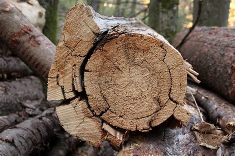 Round Cut Of Wood Cut A Tree Trunk In A Spring Forest Slivers Cut