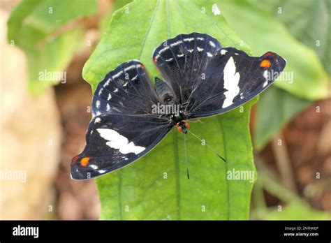 Stratford Butterfly Farm Stock Photo - Alamy