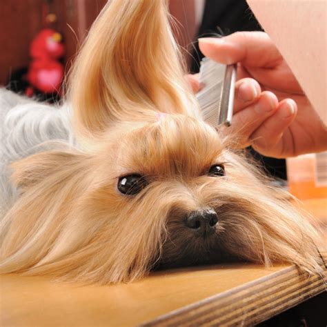 Can Dogs Get Lice? – Dogster