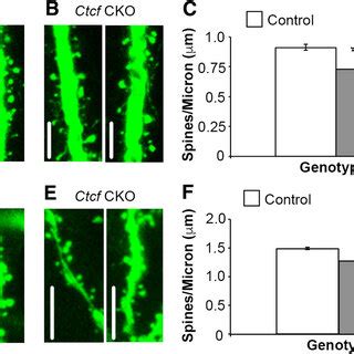 Ctcf Cko Mice Have Decreased Dendritic Spine Density In Ca Hippocampus