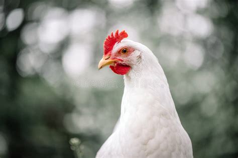 Free Range White Chicken Leghorn Breed Stock Photo Image Of