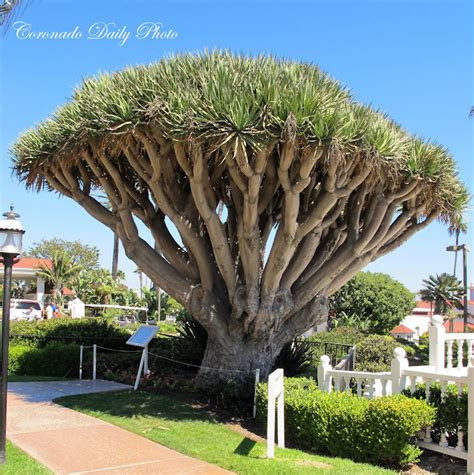 Coronado Daily Photo: The Dragon Tree Story