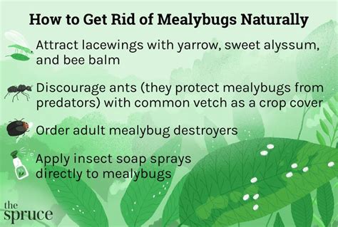 How To Get Rid Of Mealybugs Naturally