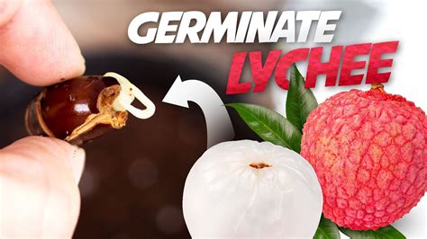 How To Grow Lychee Plant From Seed Germinate Lychee Seed Successfully