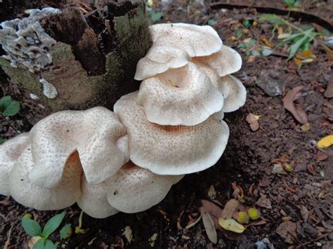 White Poisonous Mushroom in the Nature Background Stock Photo - Image ...