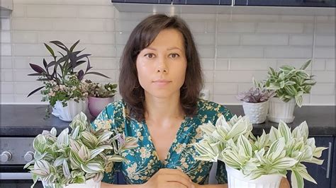 Традесканция, каллизия, сеткреазия, рео, мурдания. Особенности ухода ...