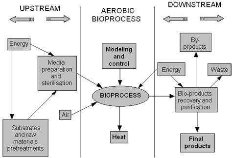 Characteristic flow chart for biotechnology centred on bioprocess 3 . | Download Scientific Diagram