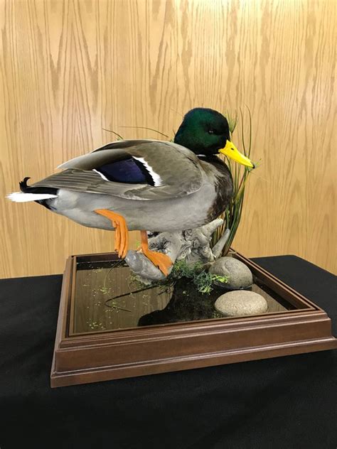 Mallard Taxidermy Mount Stehlings Taxidermy Duck Mounts 23 Stehling S