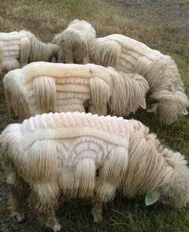 Creative Sheep Grooming - PetGroomer.com Magazine