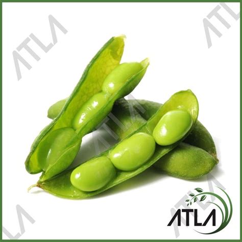 Jual Benih Tanaman Kacang Edamame Gram Biji Bibit Kedelai Jepang