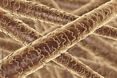 Human Hair Under Microscope 3d Illustration Showing Close Up Structure