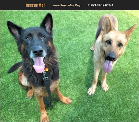 Adopt German Shepherd Rescue Van Nuys Ca