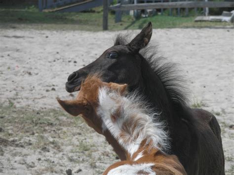 Chincoteague Ponies | Smithsonian Photo Contest | Smithsonian Magazine