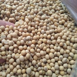 Jual Kacang Kedelai Lokal | Shopee Indonesia