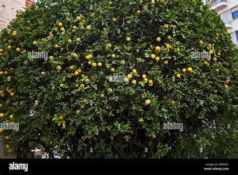 Poncirus trifoliata hi-res stock photography and images - Alamy