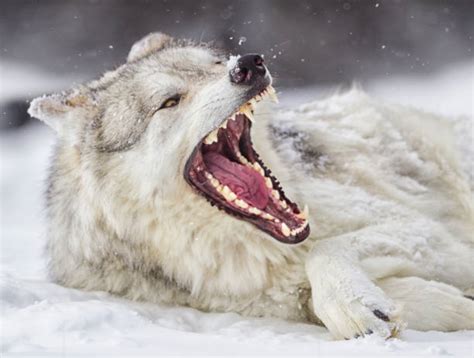 Royalty Free Wolf Teeth Pictures Images And Stock Photos Istock