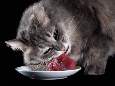 Dieta BARF o biológicamente apropiada para gatos Comida para gatos