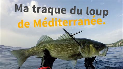 Ma Traque Du Loup De Mediterranee En Toutes Saisons Best Of Chasse