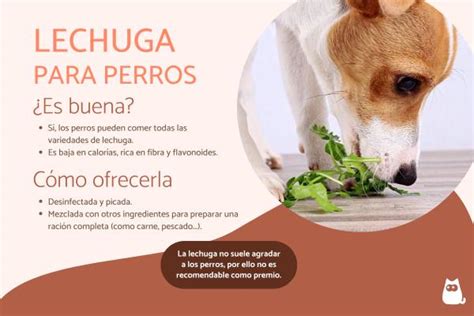 Que Frutas Y Verduras Pueden Comer Los Perros