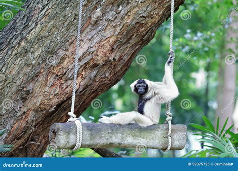 Brown Gibbon Sitting on Swing Stock Image - Image of gibbon, outdoors ...