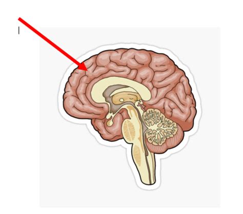 Neuroscience Flashcards Quizlet