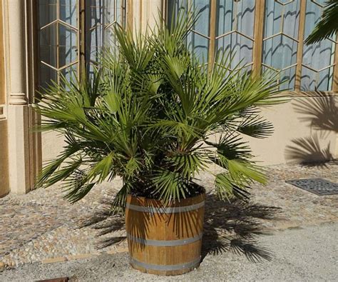 Palme Da Giardino Resistenti Al Freddo Variet Cura Coltivazione