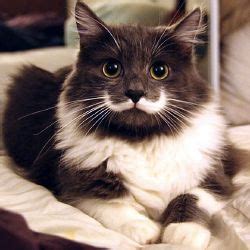 cat   quiz