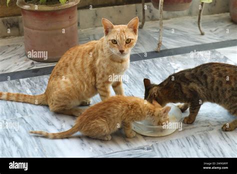 Stray Kittens Hi Res Stock Photography And Images Alamy