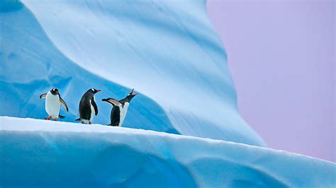 penguins-in-antarctica - Hind Patrika