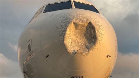 'Bird strike' causes jaw-dropping damage to passenger plane | Otago ...