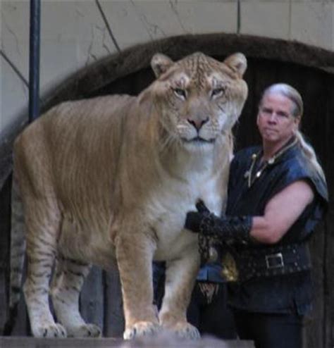 Ligers And Blindness