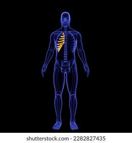 Human Skeleton Right Costal Cartilage Anatomy Stock Illustration 2282827435 | Shutterstock