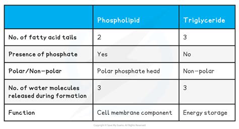 Aqa A Level Biology Phospholipids