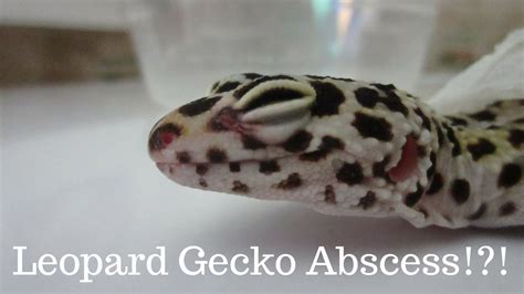 Leopard Gecko Abscess And Swelling Benjamin S Exotics Youtube